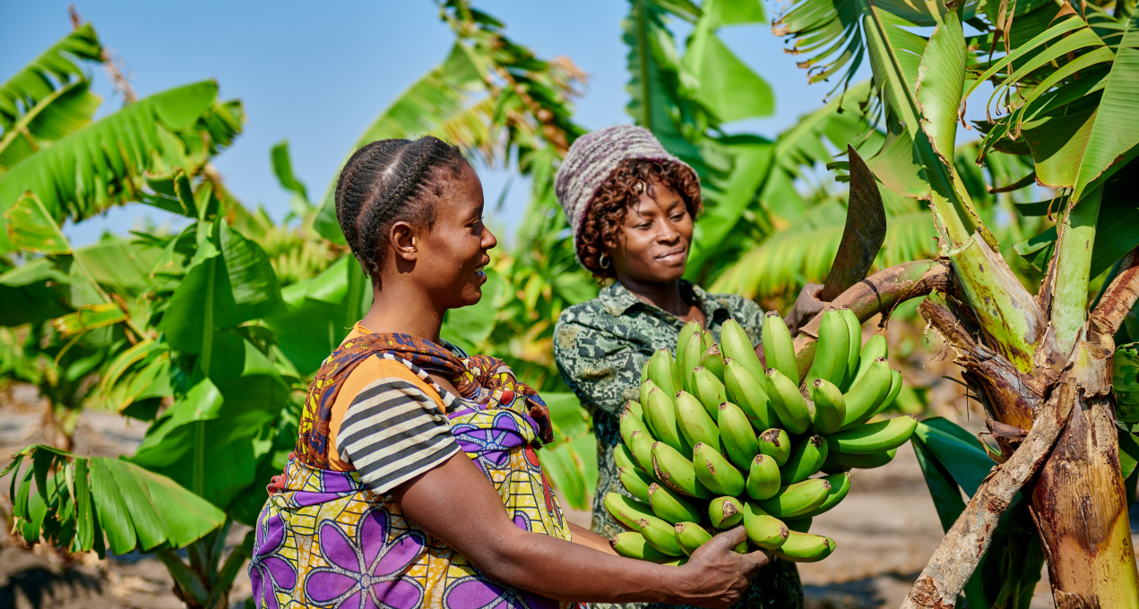 Two female African locals picking bananas at a local farm